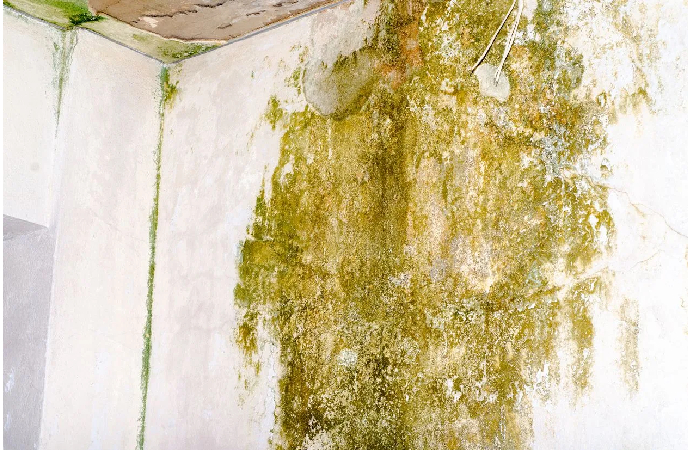 Why Mold Remediation Is Crucial After Flooding