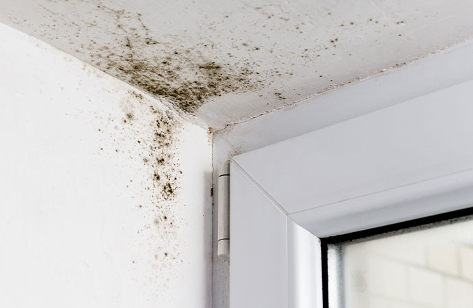 Mold Removal Services