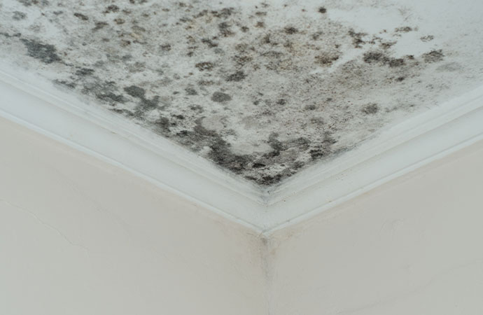 Mold Removal Services